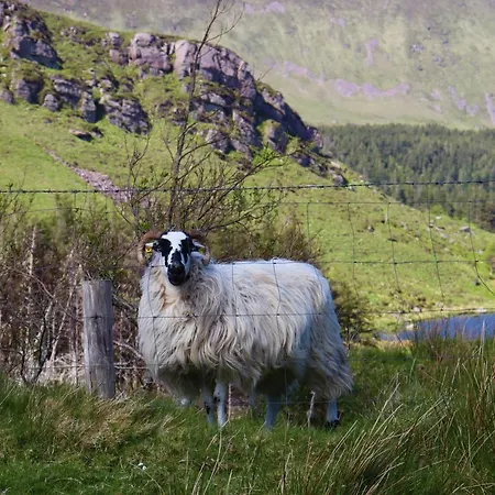 Mount Alohert House Dom wakacyjny Killarney